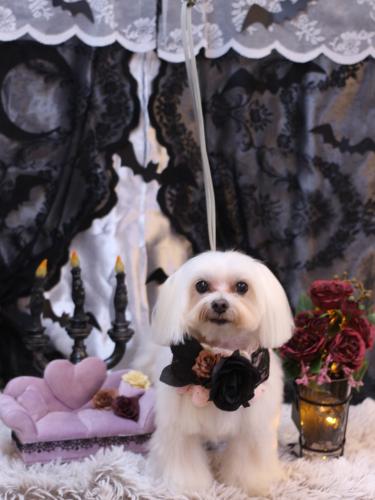 20231008心琴ちゃん